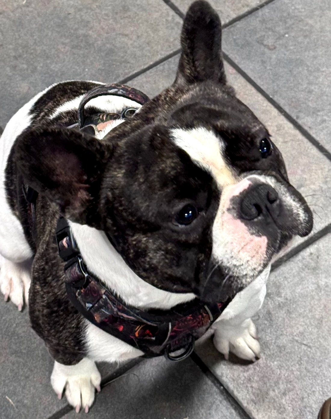 Rocky, the French Bulldog who runs the front office at Allstate Auto and Truck Repair